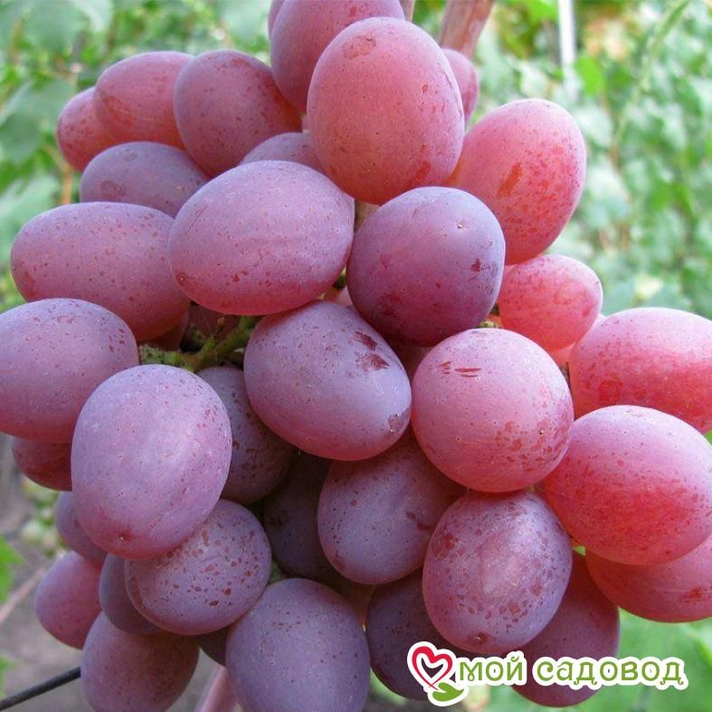 Виноград Рута