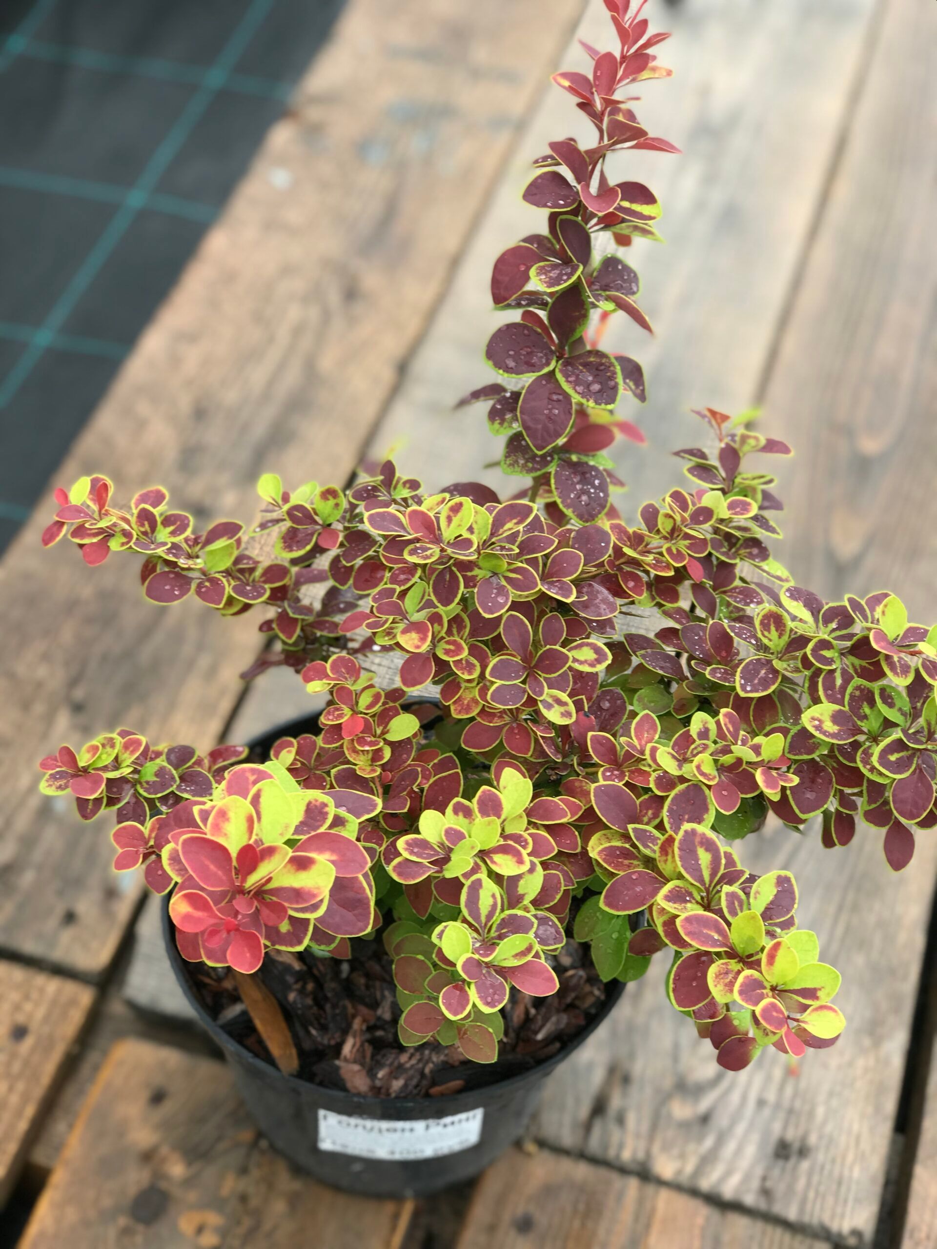 Барбарис Тунберга «Голден ринг»