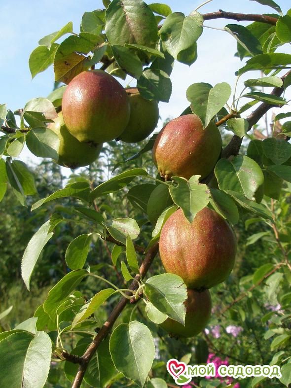 Груша Красуля Летняя