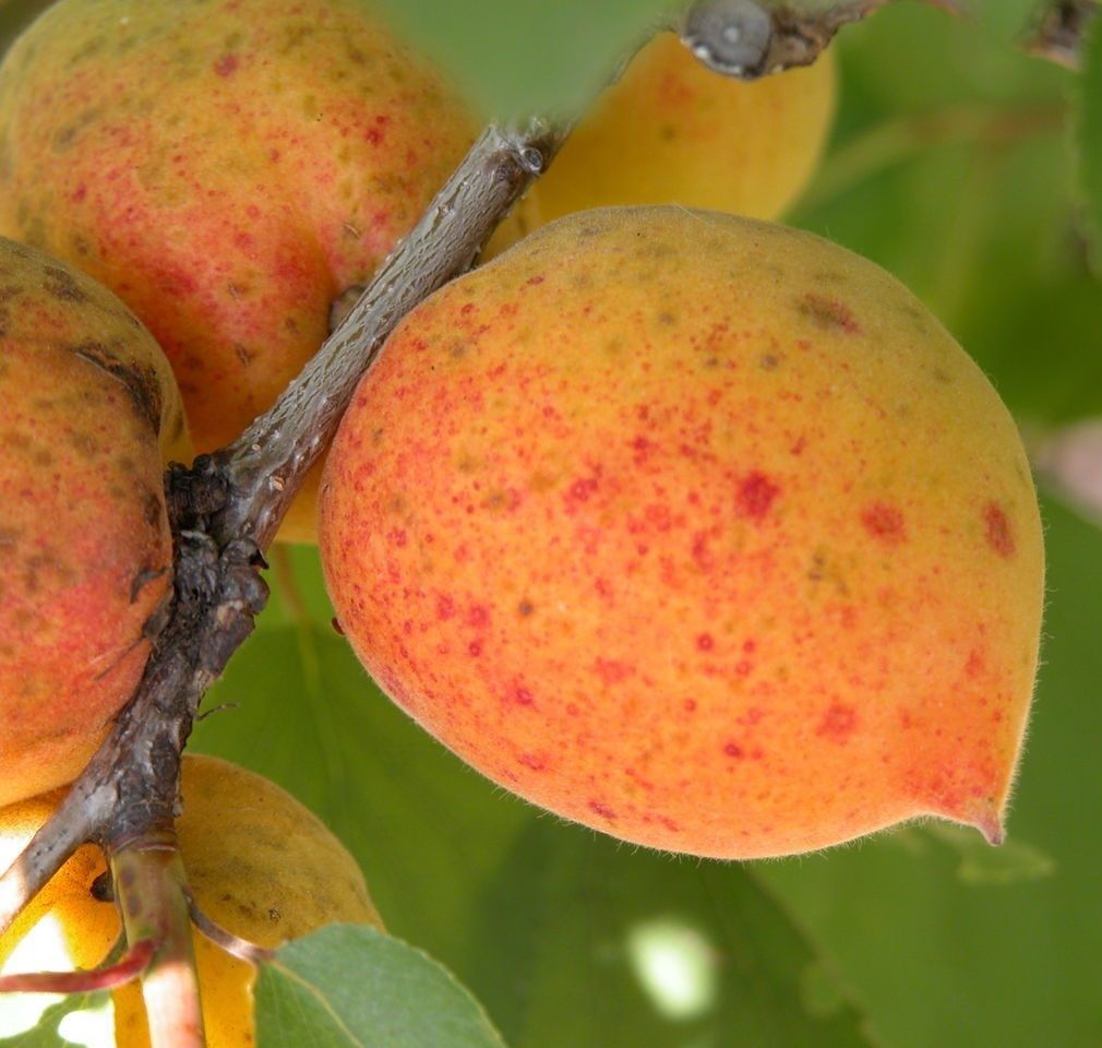 Абрикос Академик