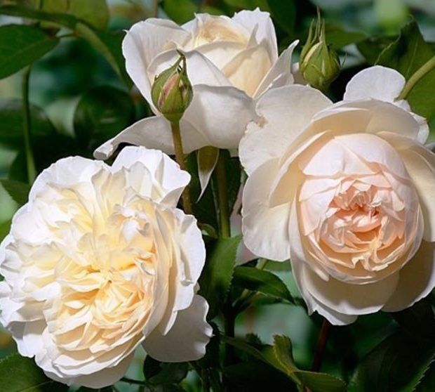 Роза Личфилд Энджел