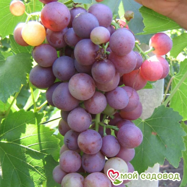 Виноград Астра