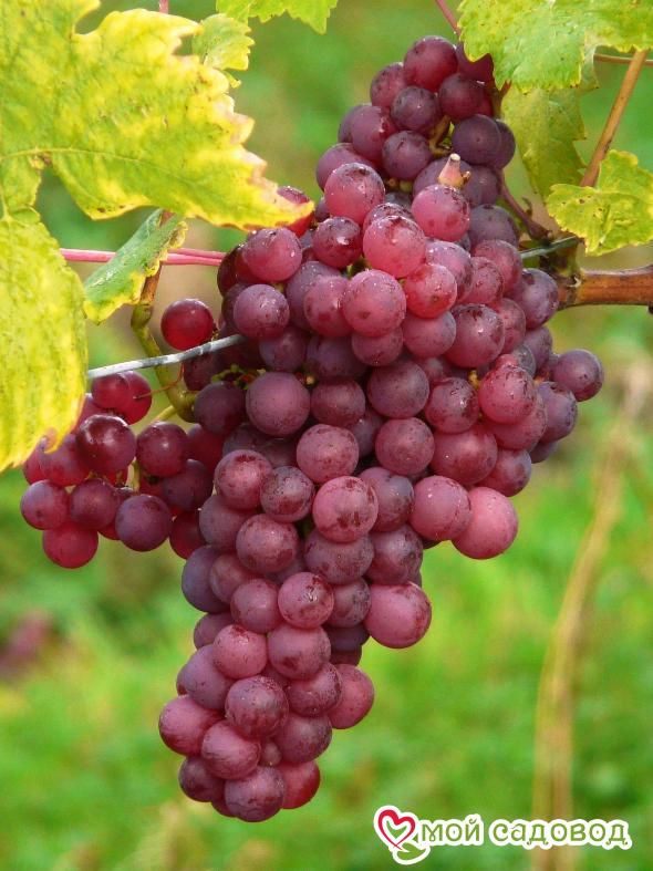 Виноград Руби сидлис