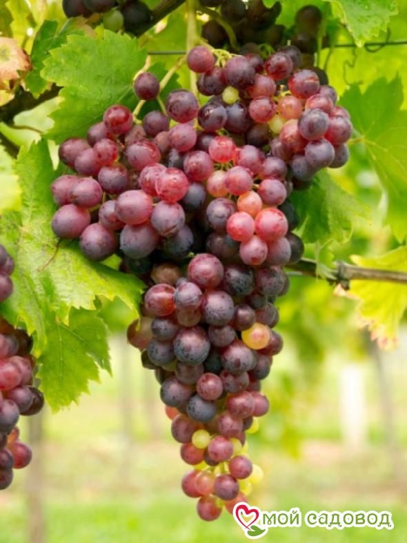 Виноград Руби сидлис