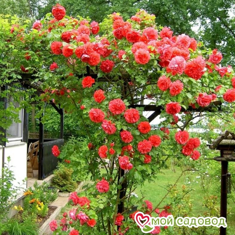 Роза Майнтауэр