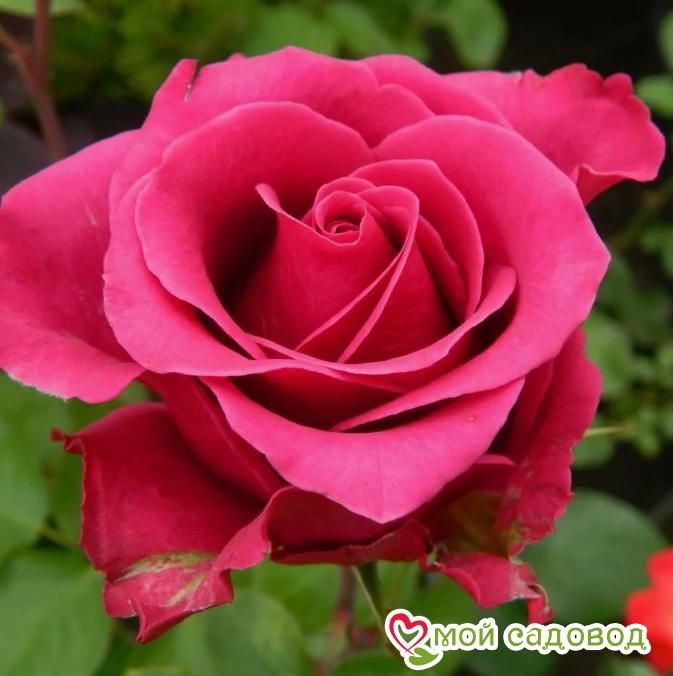 Роза чайно-гибридная Голден Леди