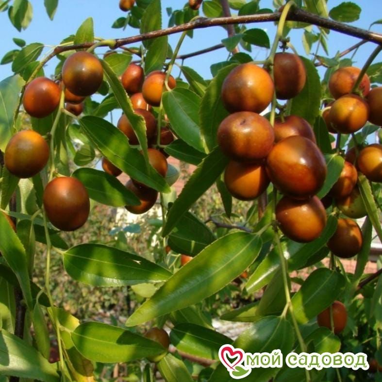 Зизифус Коктебель (Поздние сорт)