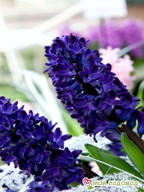 Гиацинт Блю Сапфир