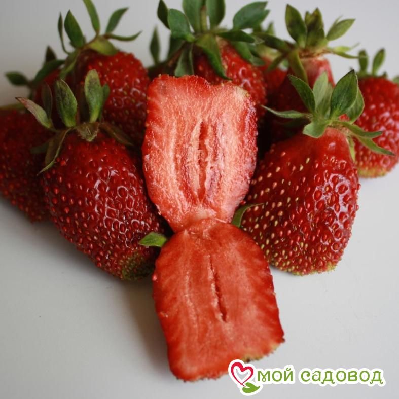 Клубника Купчиха