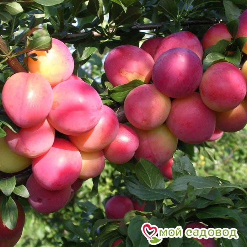 Алыча Оленька