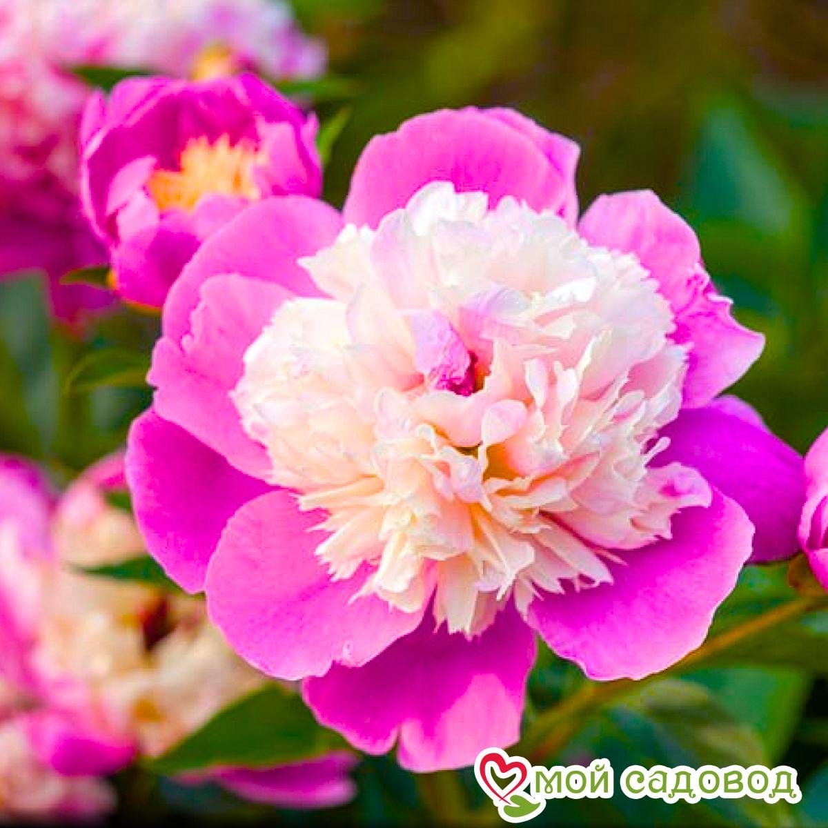 Пион травянистый Боул оф Бьюти