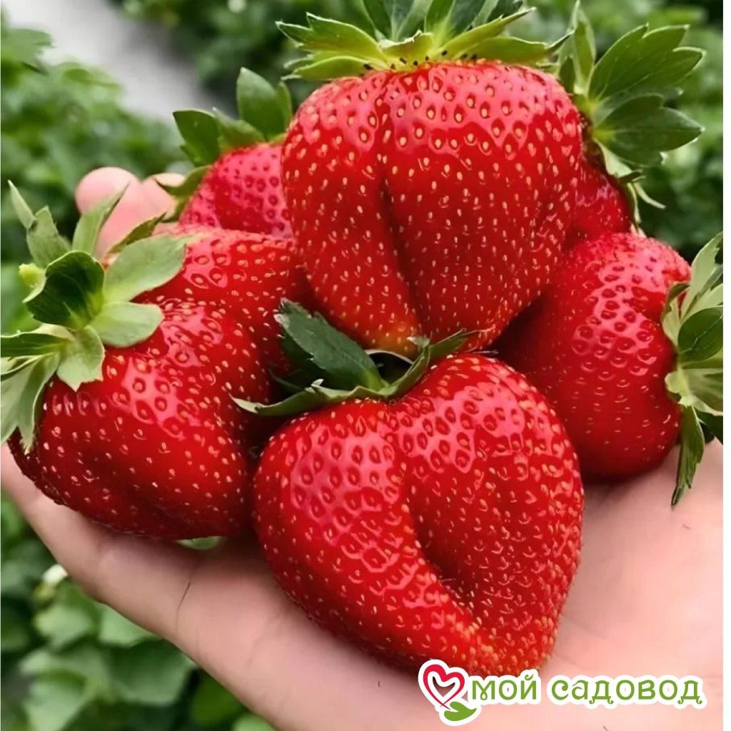 Клубника Мармелада (крупноплодная)