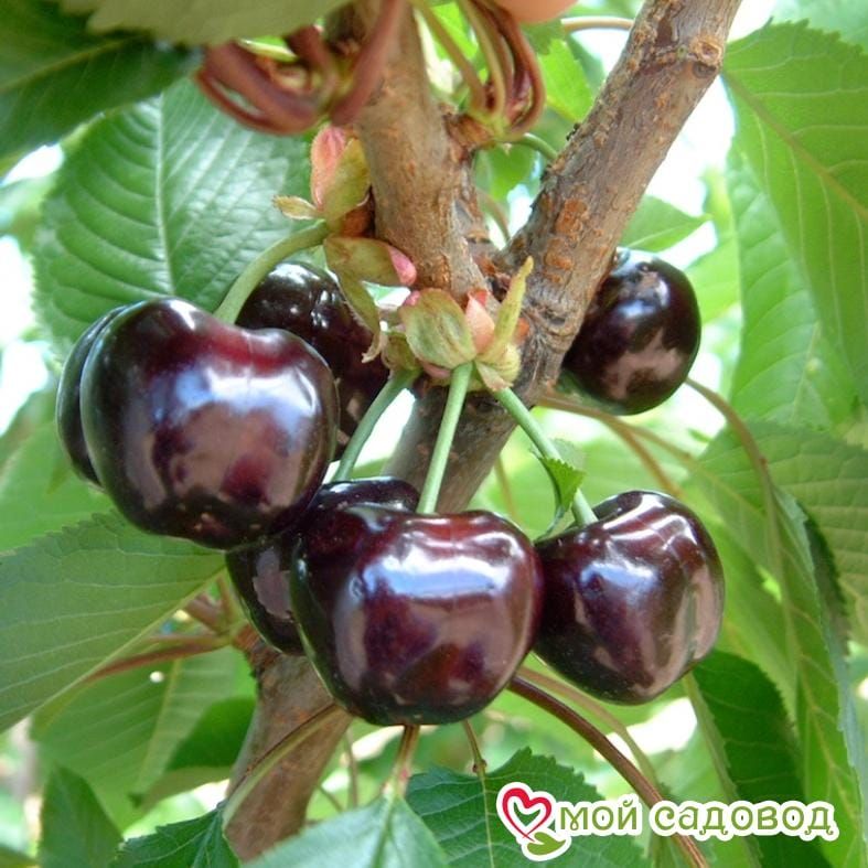 Черешня Регина