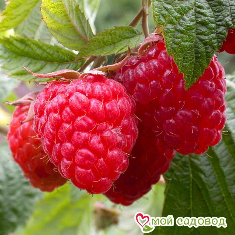 Малина Ковичен