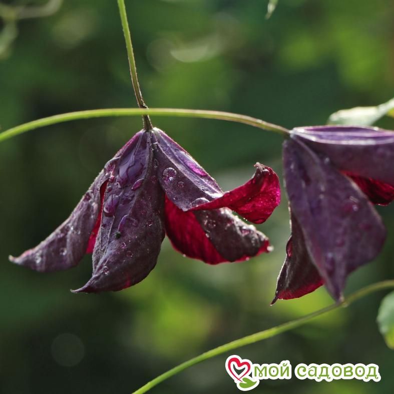 Клематис Блэк Принц ЗКС