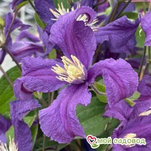 Клематис Блю Пируэт ЗКС