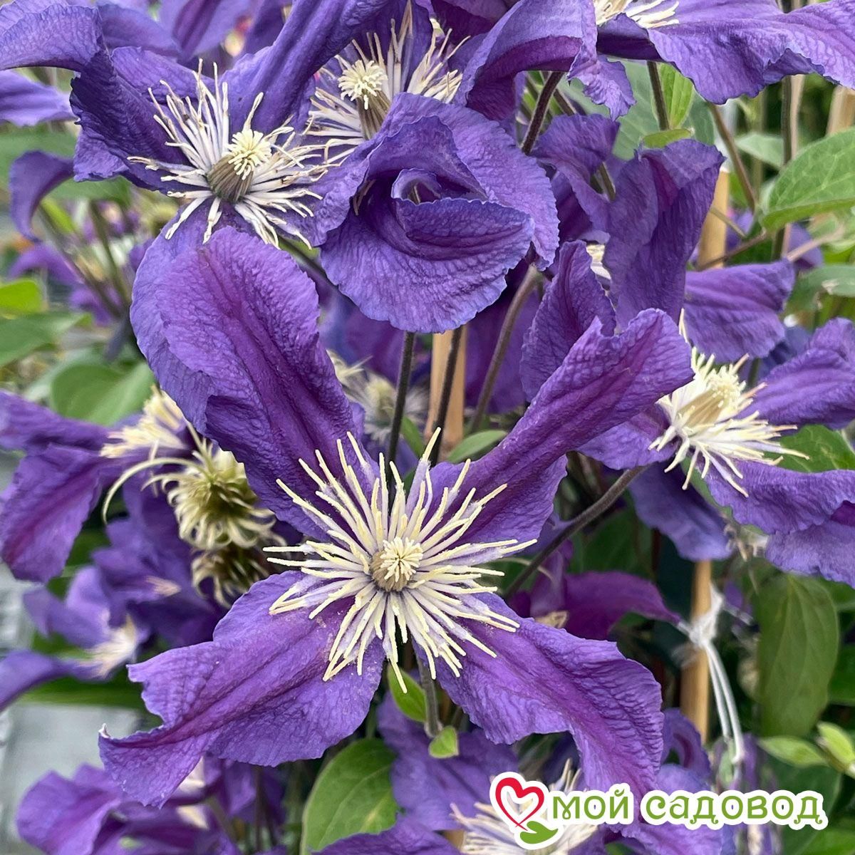 Клематис Блю Пируэт ЗКС