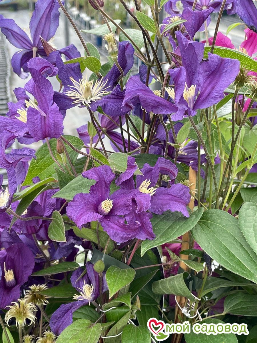 Клематис Блю Пируэт ЗКС