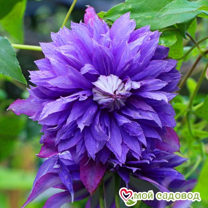 Клематис Диамантина ЗКС