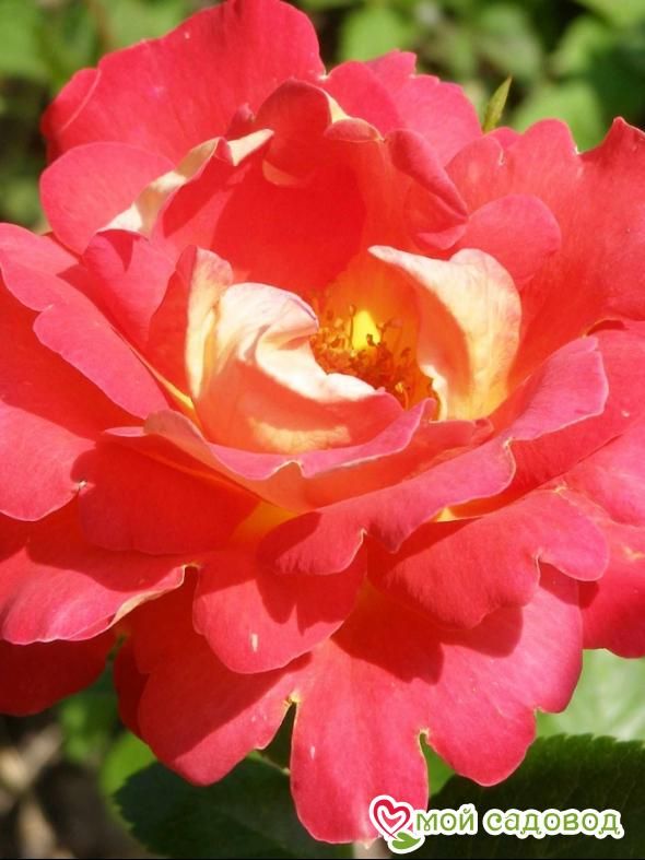 Роза Декор Арлекин