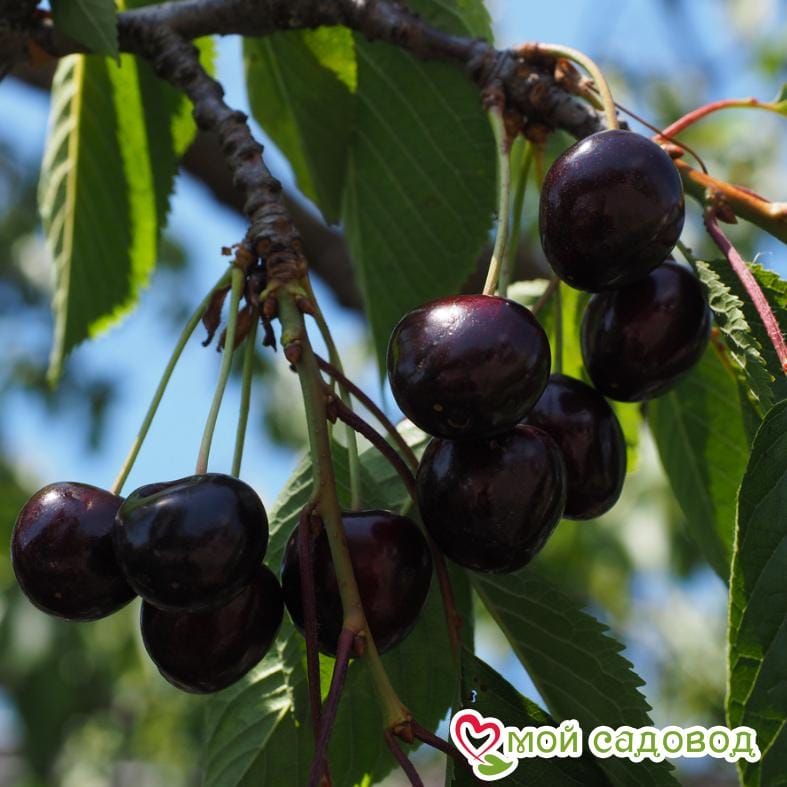 Черешня Кордия