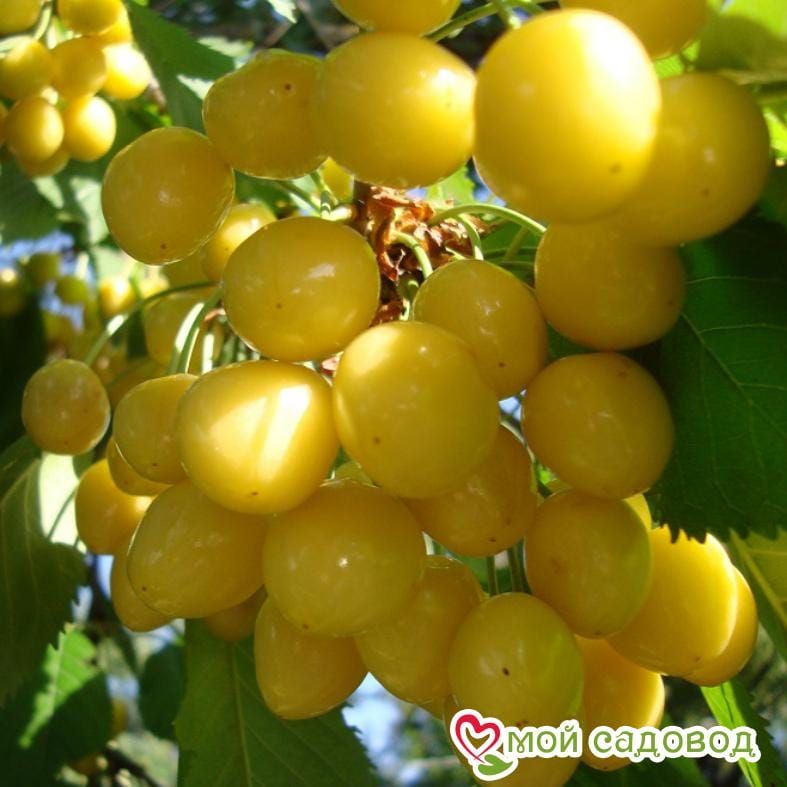 Черешня Дачница