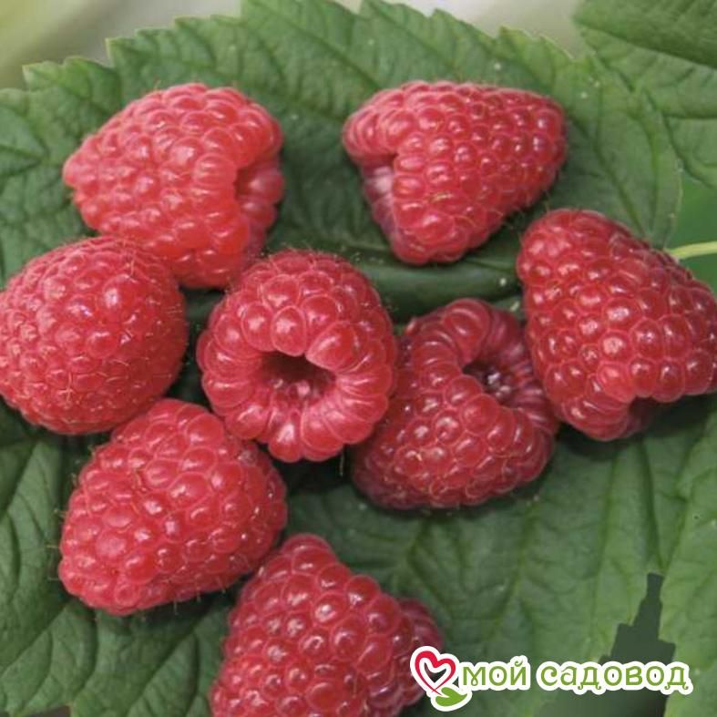 Малина ремонтантная Зюгана