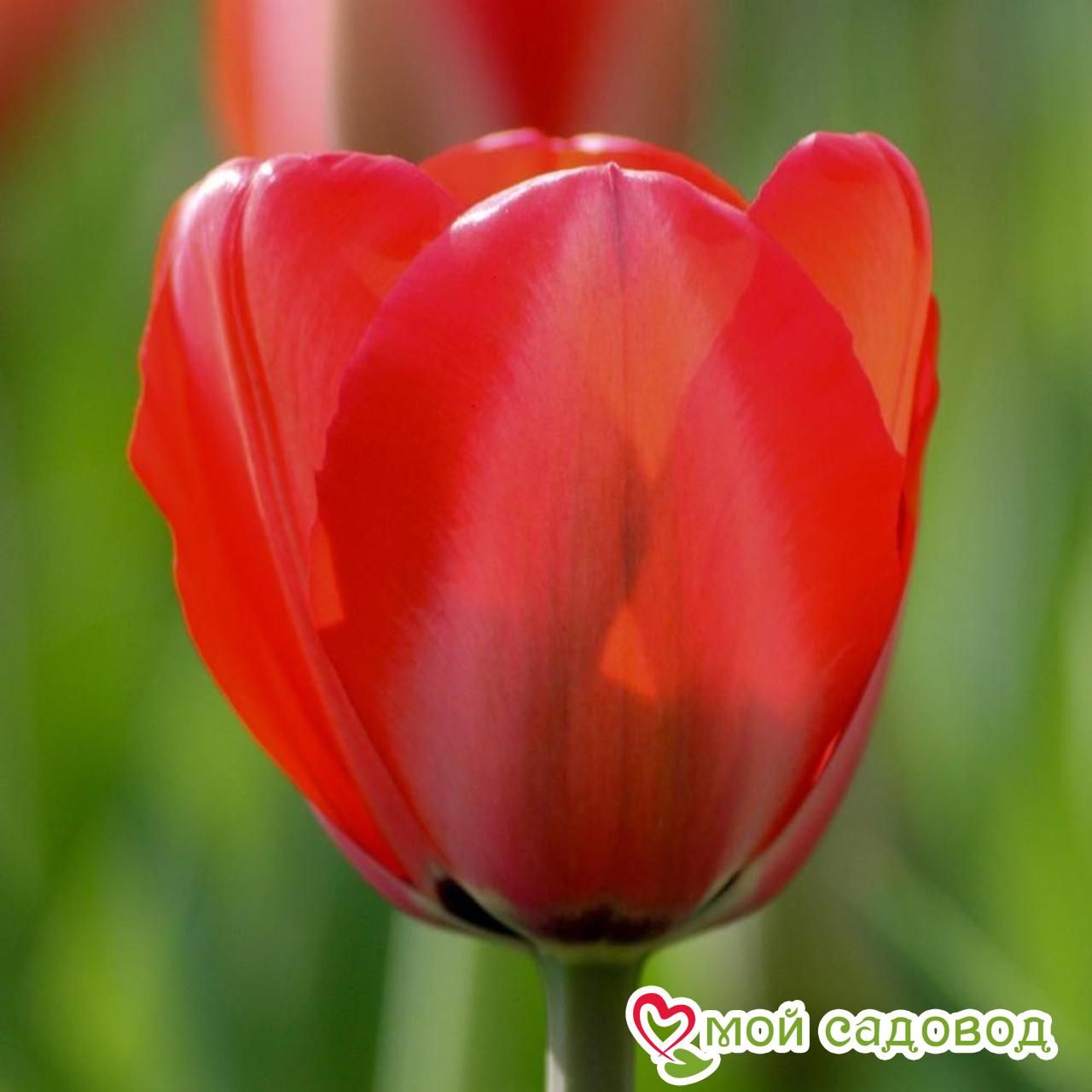 Тюльпан Фостери Кинг