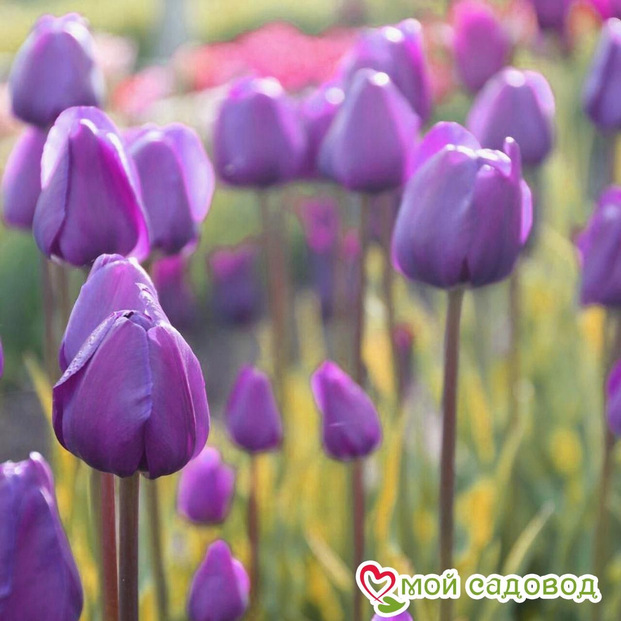 Тюльпан Триумф Бейби Блю