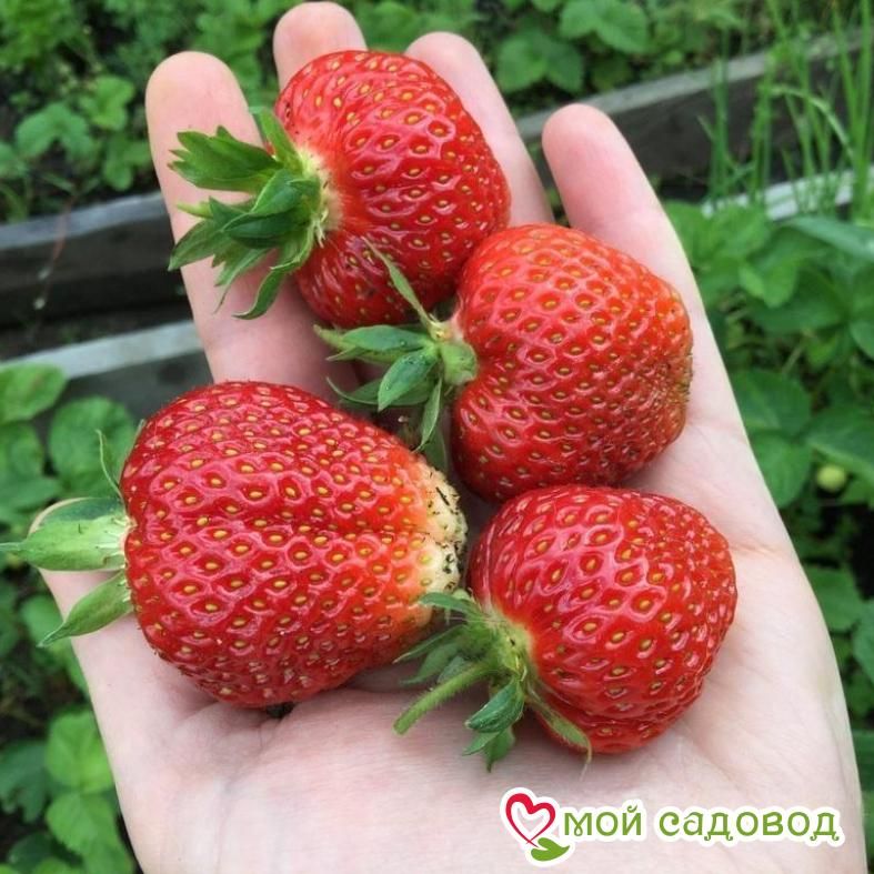 Клубника Кама (ранний сорт)