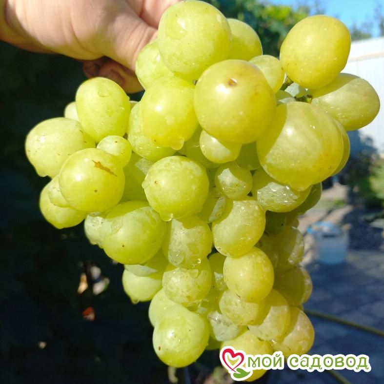 Виноград Валек мускатный
