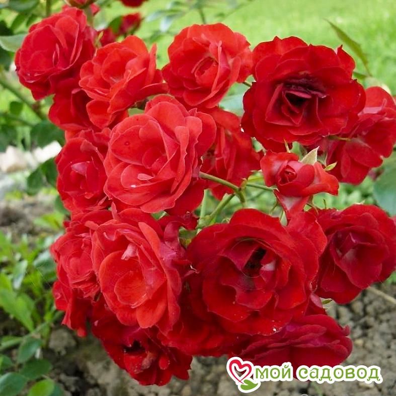 Роза Скарлет Мейяндекор