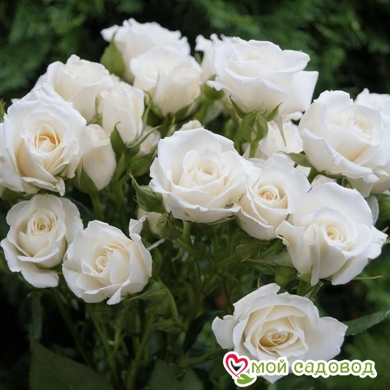 Роза Спрей белый