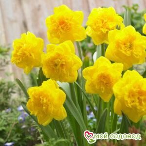 Нарцисс махровый Истертайд