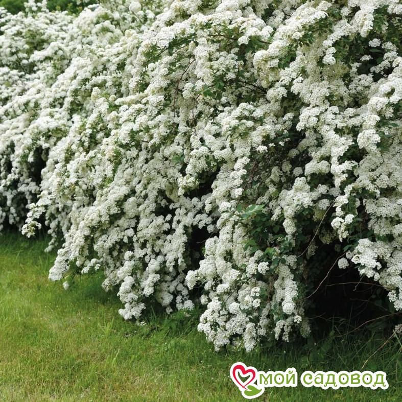 Спирея "Аргута"