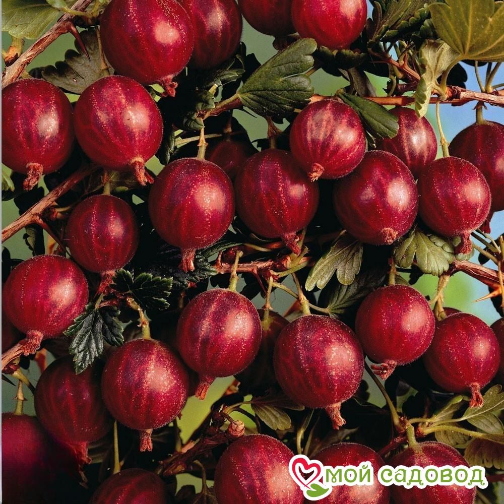 Крыжовник Маяк