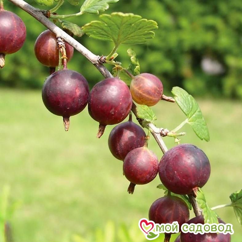 Крыжовник Памяти Негруля