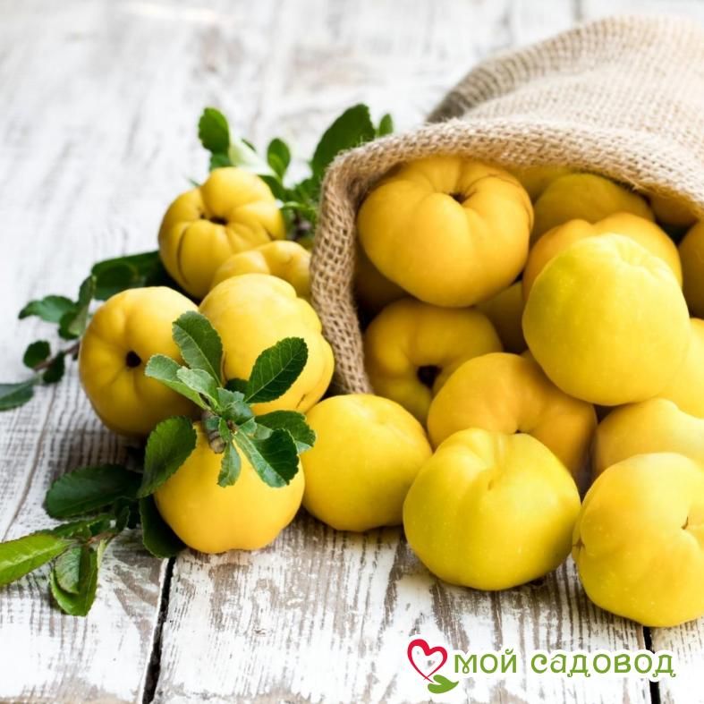 Айва Золотистая