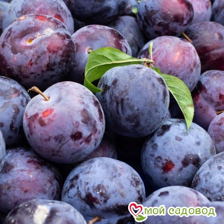 Слива Богатырская