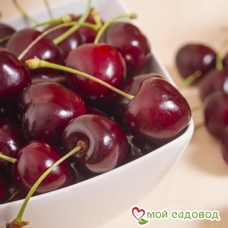 Черешня Ревеншон
