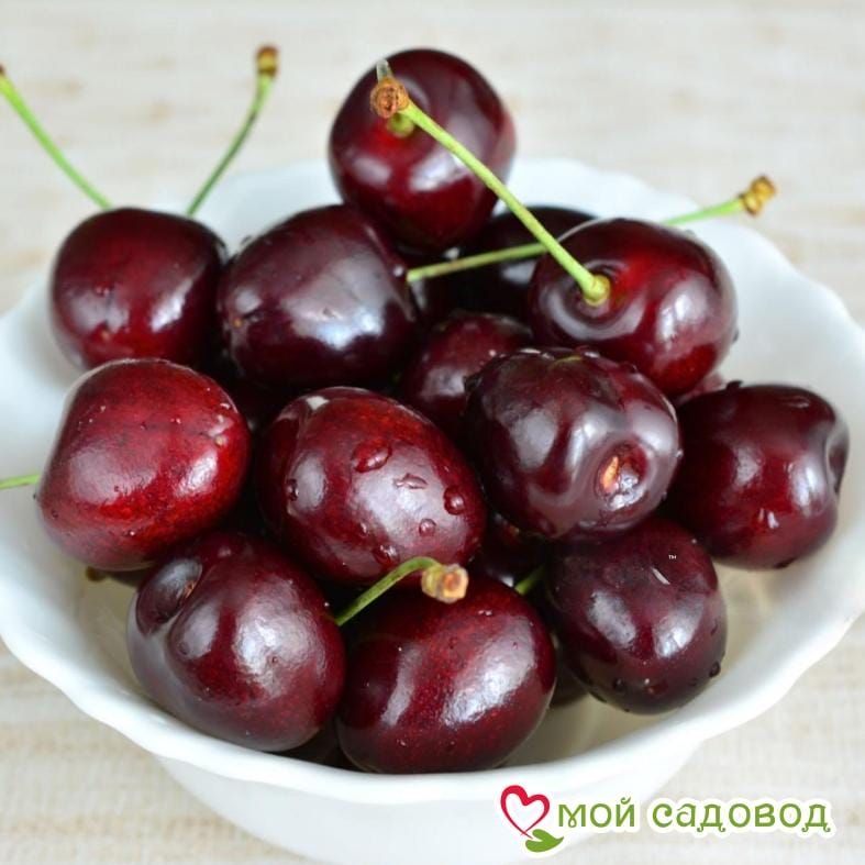 Черешня Лапинс