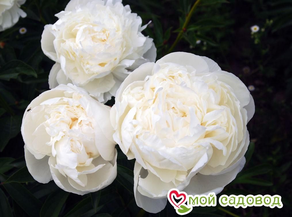 Пион Эльза Сасс