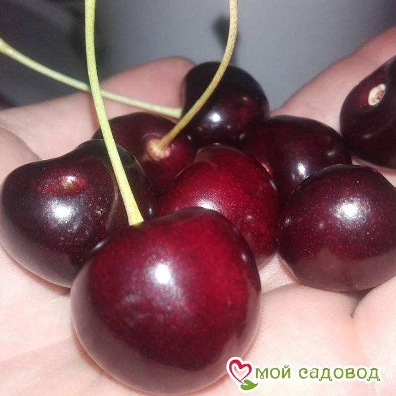 Черешня Лапинс