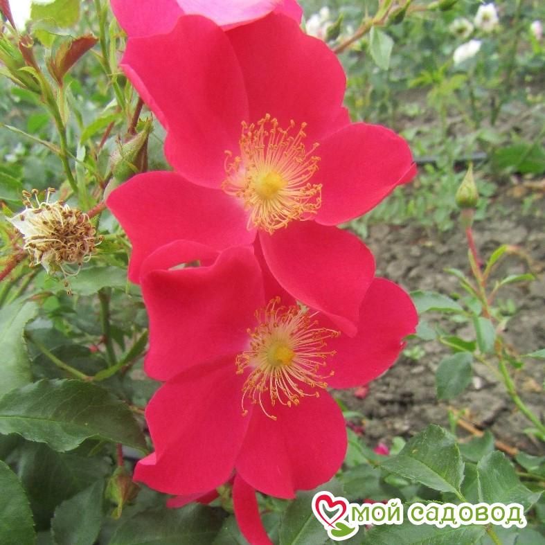 Роза Перпл Хейз