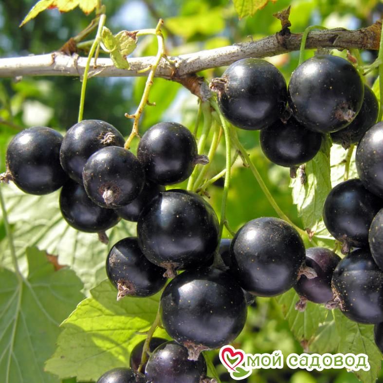 Черная смородина Атлант