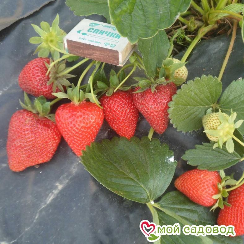 Клубника Ирма