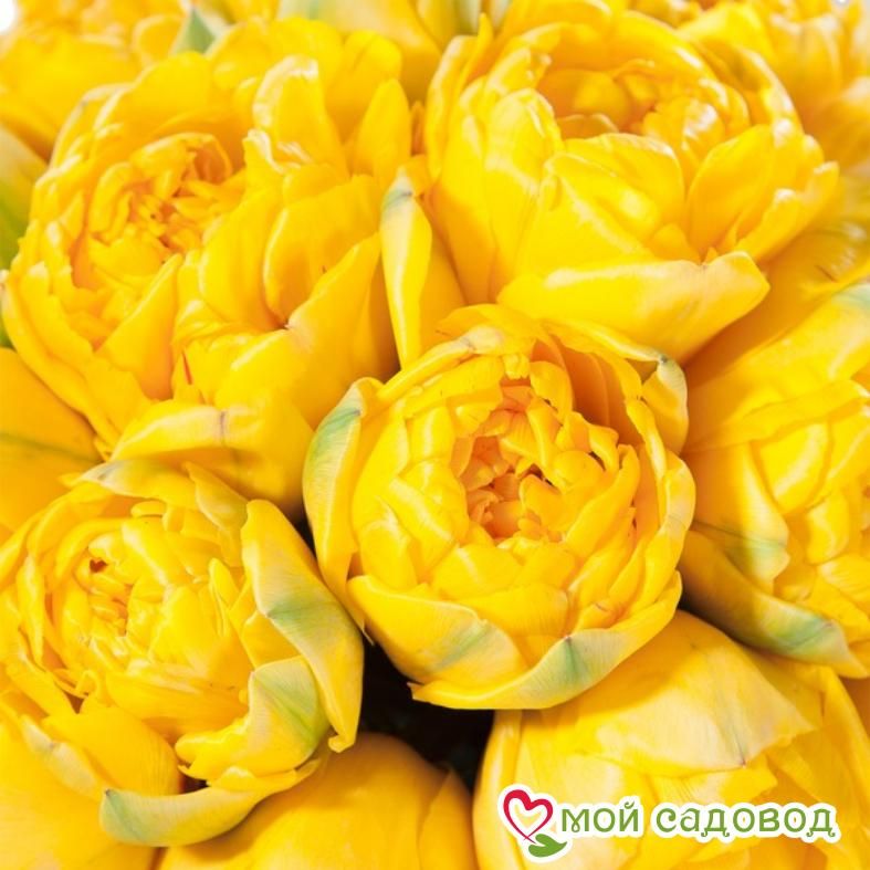 Тюльпан Еллоу Бейби