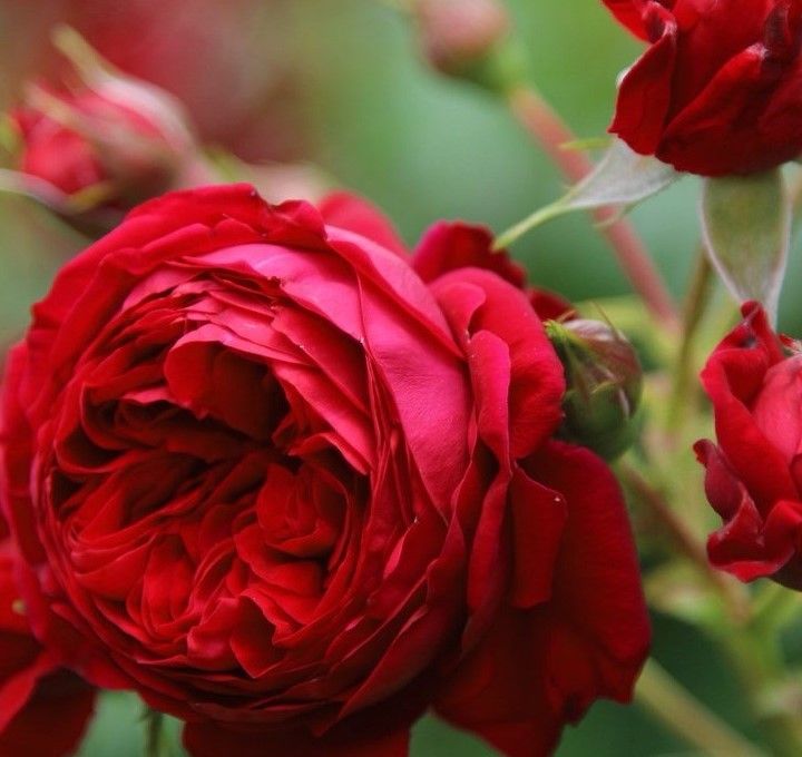 Роза Ред Леонардо Да Винчи