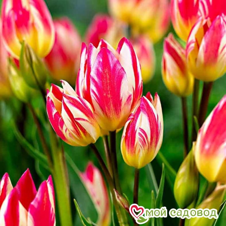 Тюльпан Триколет