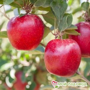 Яблоня Гала Маст